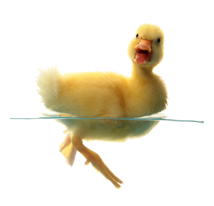 Image of a duckling