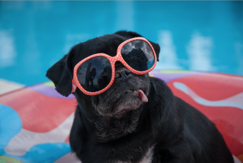 Dog sitting in swimming Pool