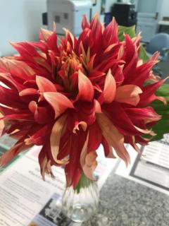 flower 