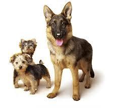 Dogs
