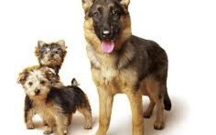 Dogs